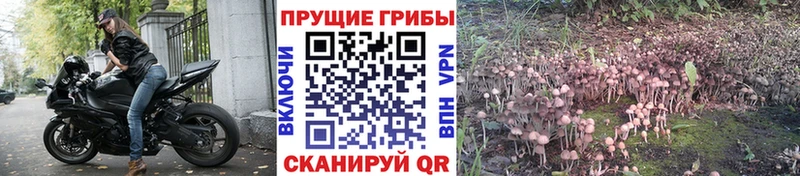 цена   Серов  Псилоцибиновые грибы Cubensis 